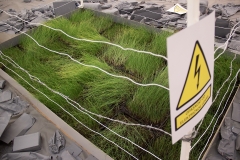 Installation with growing wheat, electric fence and barb wire, 2023